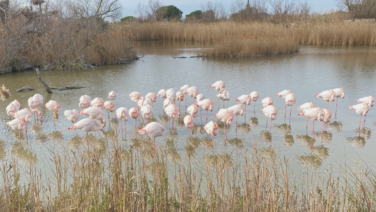 Flamingos of Camargue - Parc ornithologique du Pont de Gau